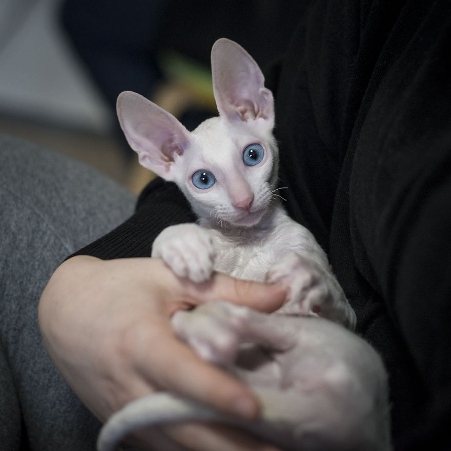 Is There Anything Cuter Than Fluffy Furry Kittens? Oh Yes, Little Alien-Looking Cornish Rex Babies