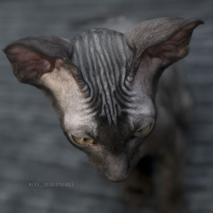 Is There Anything Cuter Than Fluffy Furry Kittens? Oh Yes, Little Alien-Looking Cornish Rex Babies