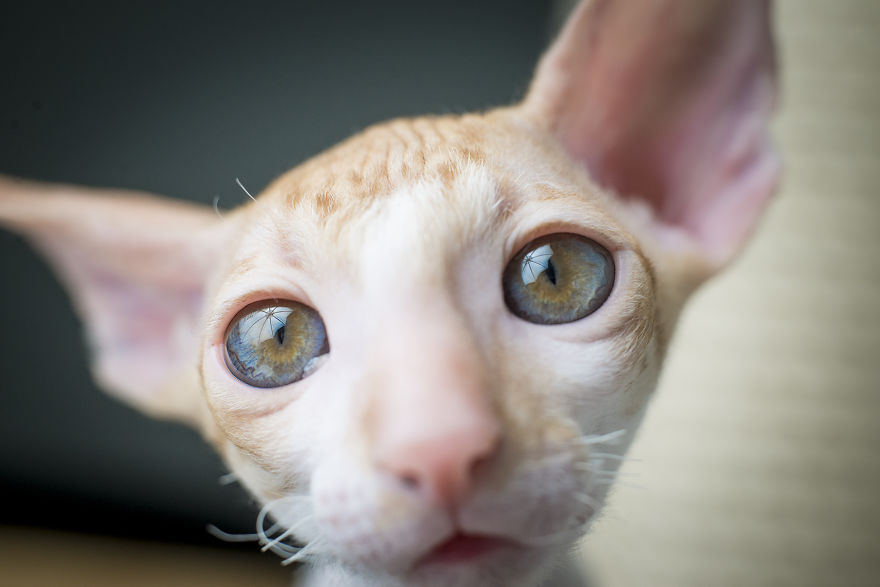 Is There Anything Cuter Than Fluffy Furry Kittens? Oh Yes, Little Alien-Looking Cornish Rex Babies