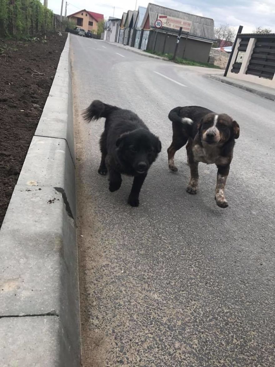 Jack & John - The Strays Jack & John - The Strays