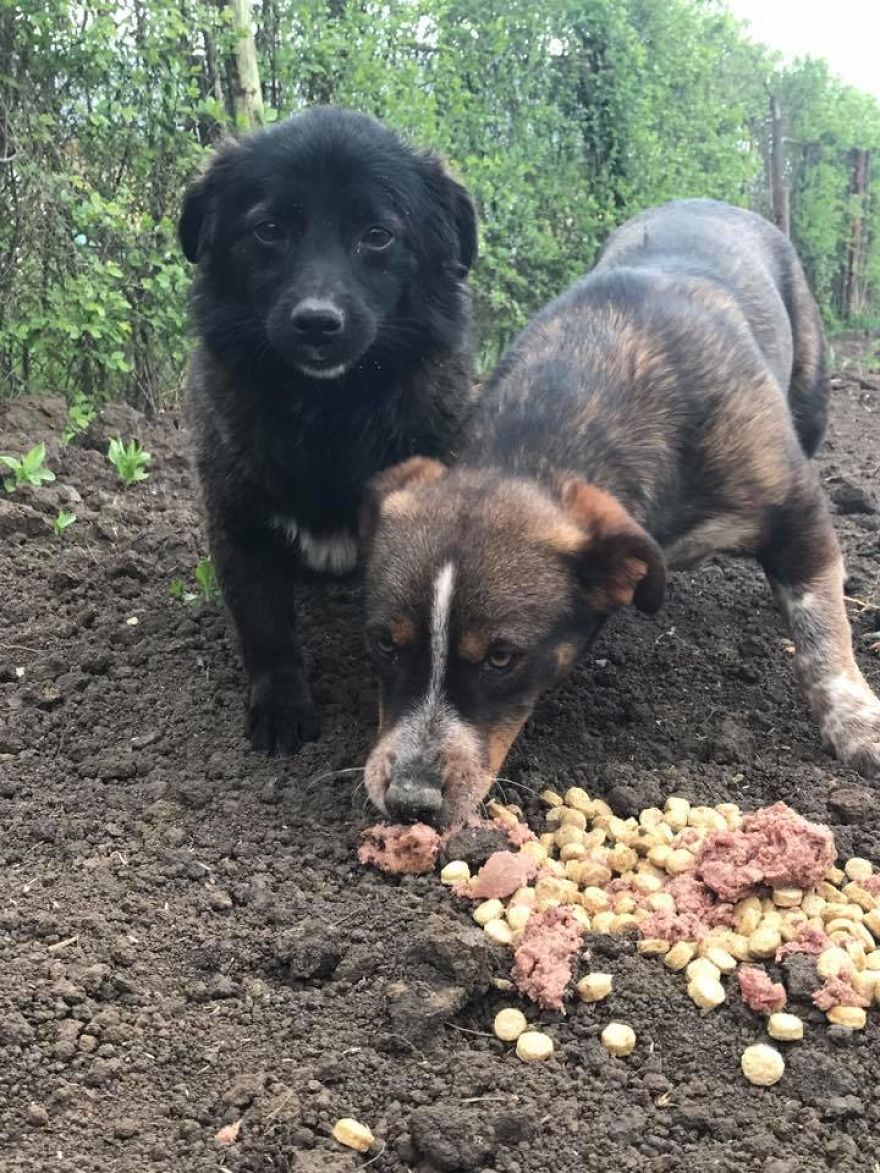 Jack & John - The Strays Jack & John - The Strays