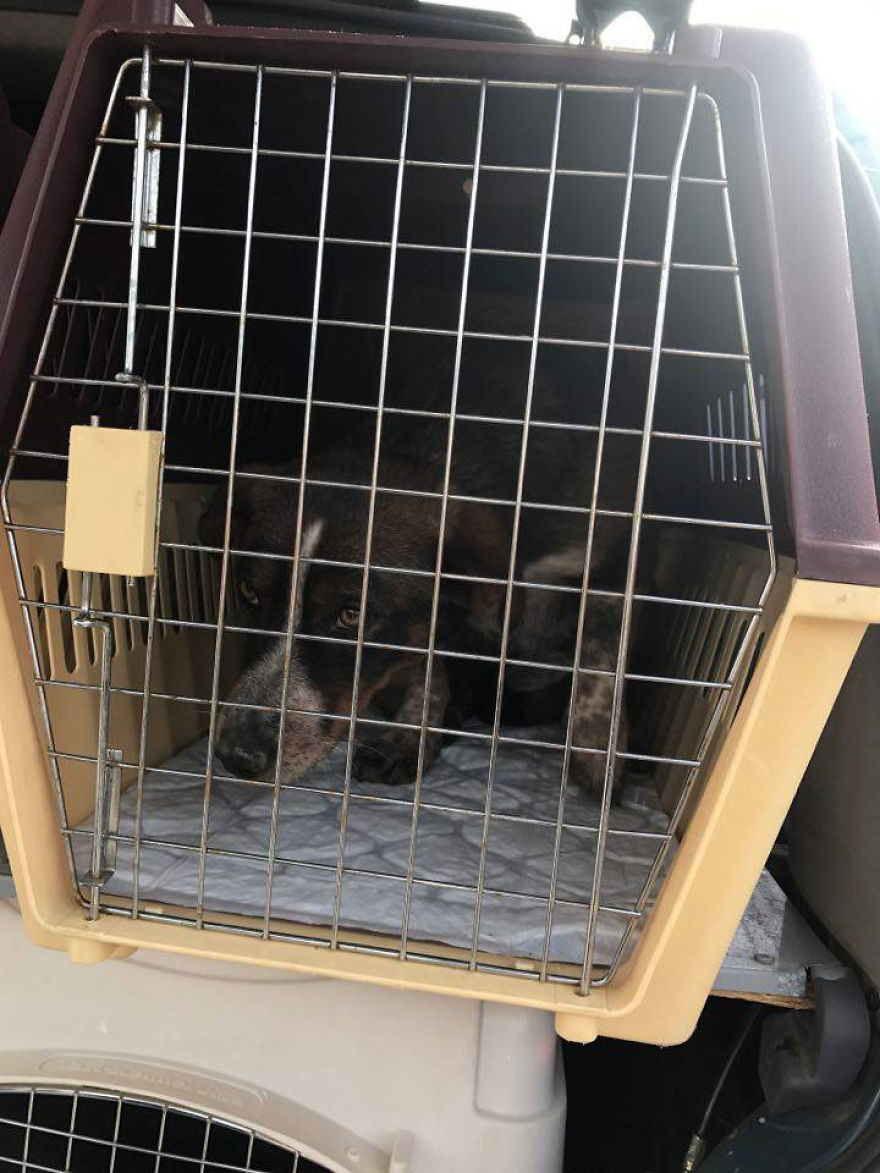 Jack & John - The Strays Jack & John - The Strays