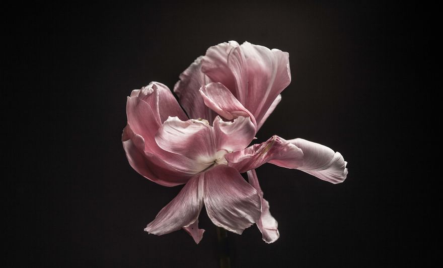 I Take Photographs Of Flowers As They Are Dying