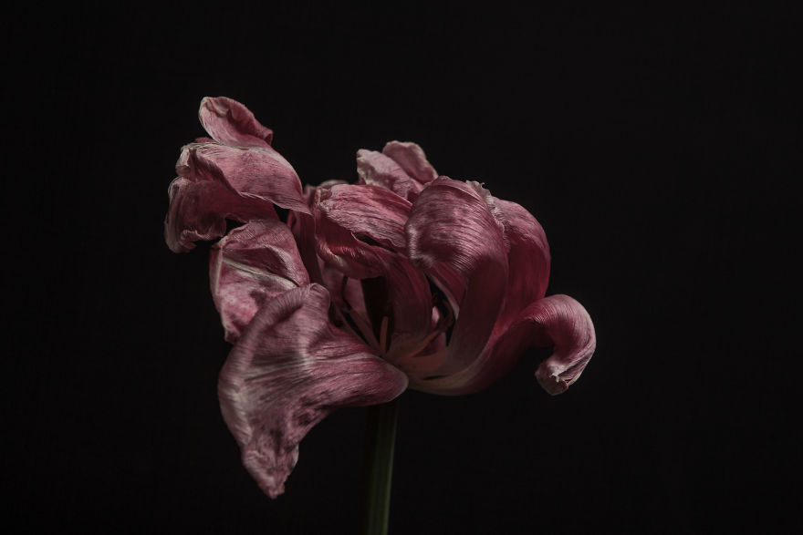 I Take Photographs Of Flowers As They Are Dying