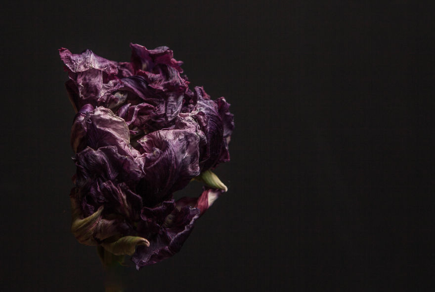 I Take Photographs Of Flowers As They Are Dying
