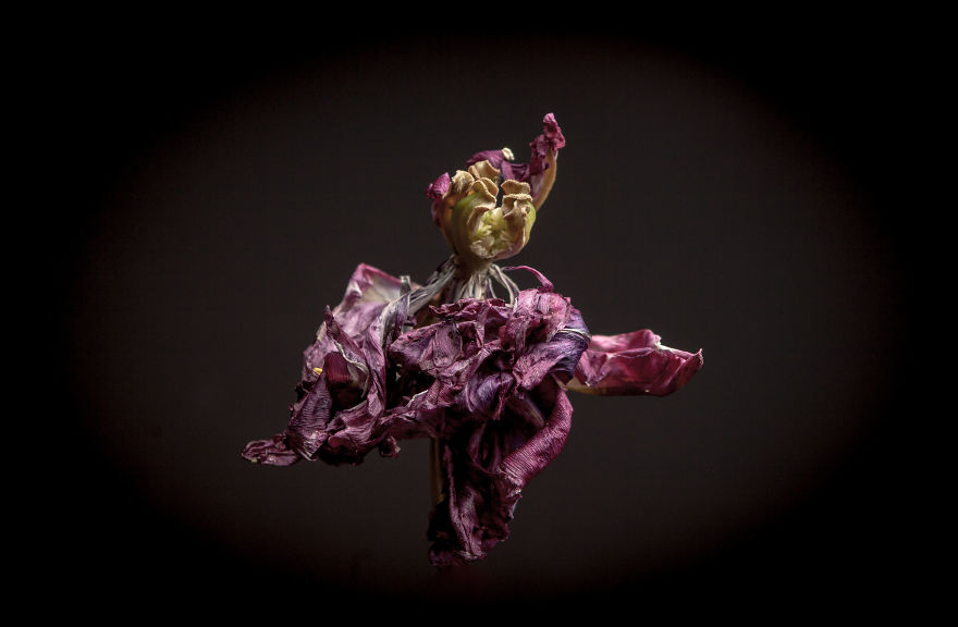 I Take Photographs Of Flowers As They Are Dying