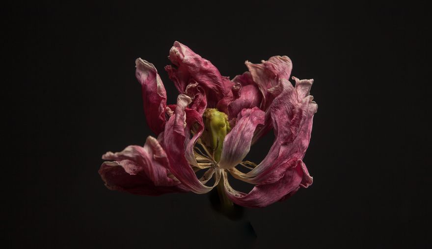 I Take Photographs Of Flowers As They Are Dying