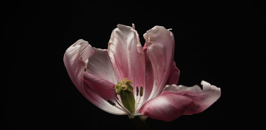 I Take Photographs Of Flowers As They Are Dying