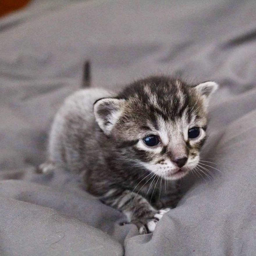 I Photographed The Most Adorable Color-Changing Kittens!