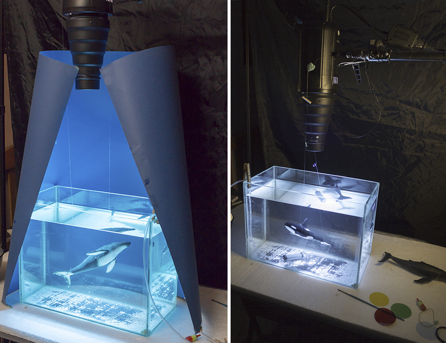 I Created Wildlife Photography In My Room!