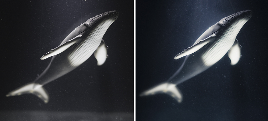 I Created Wildlife Photography In My Room! I Created Wildlife Photography In My Room!