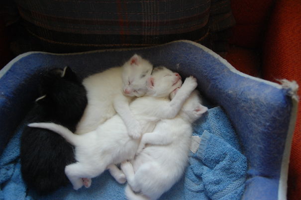 One Of These Things Is Not Like The Other