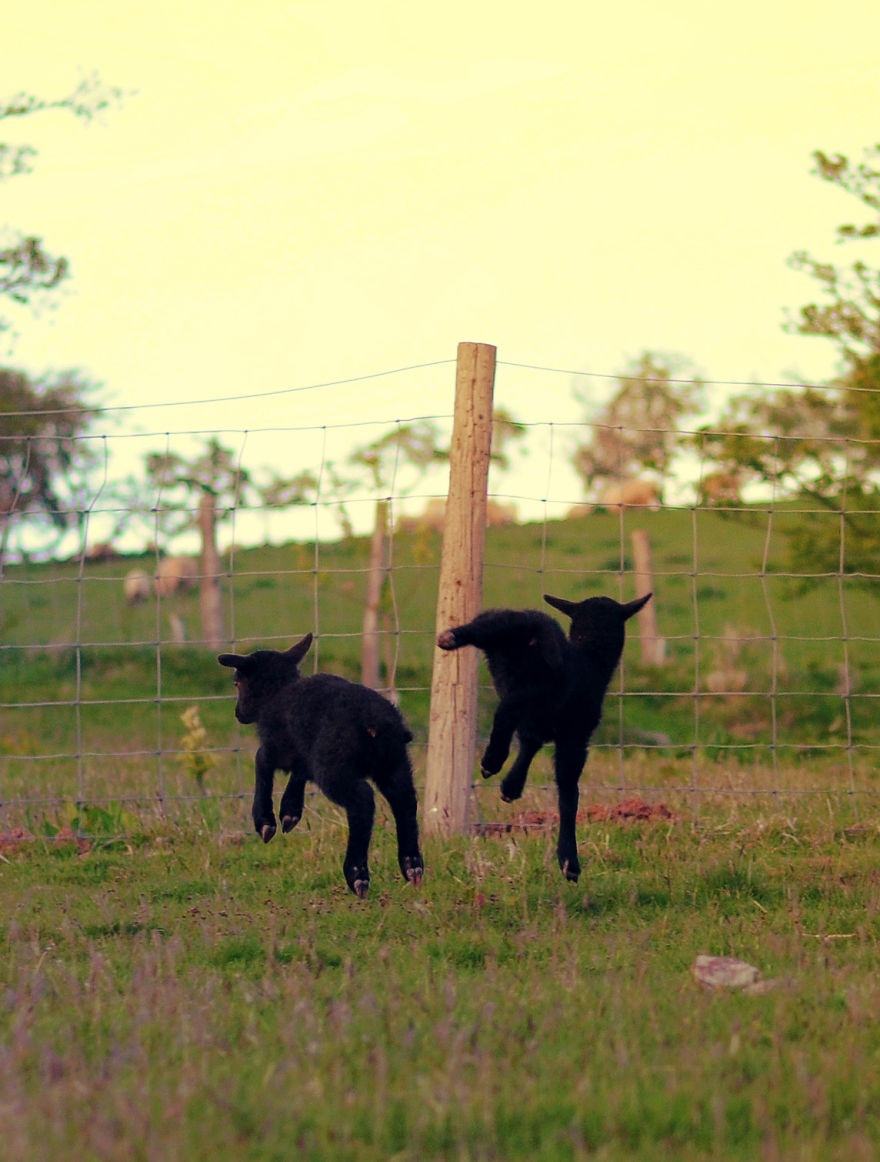 My Family Bought 72 Animals And Moved Up A Mountain