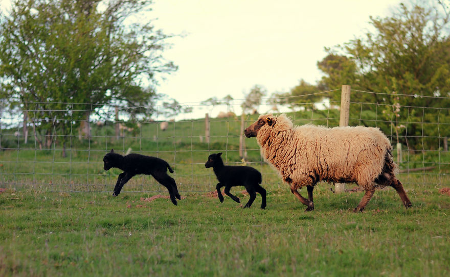 My Family Bought 72 Animals And Moved Up A Mountain