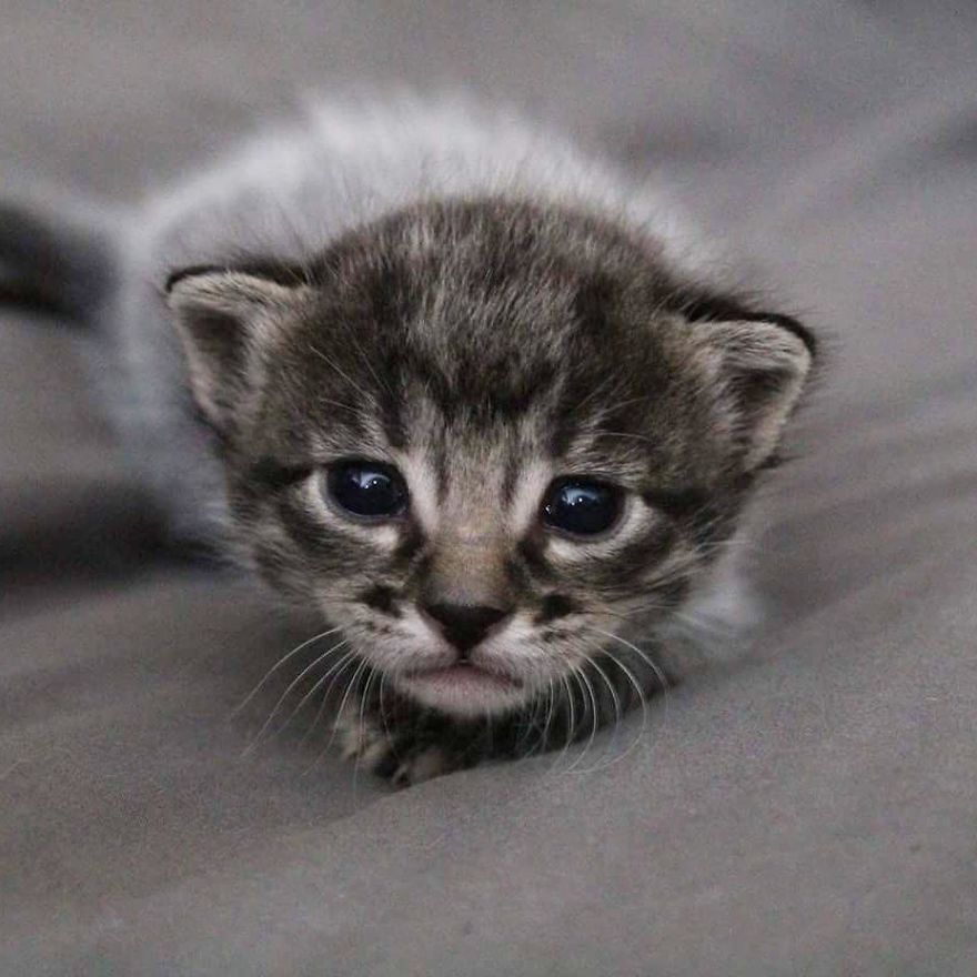 I Photographed The Most Adorable Color-Changing Kittens!