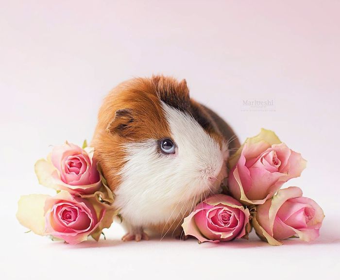 In Loving Memory Of Archie