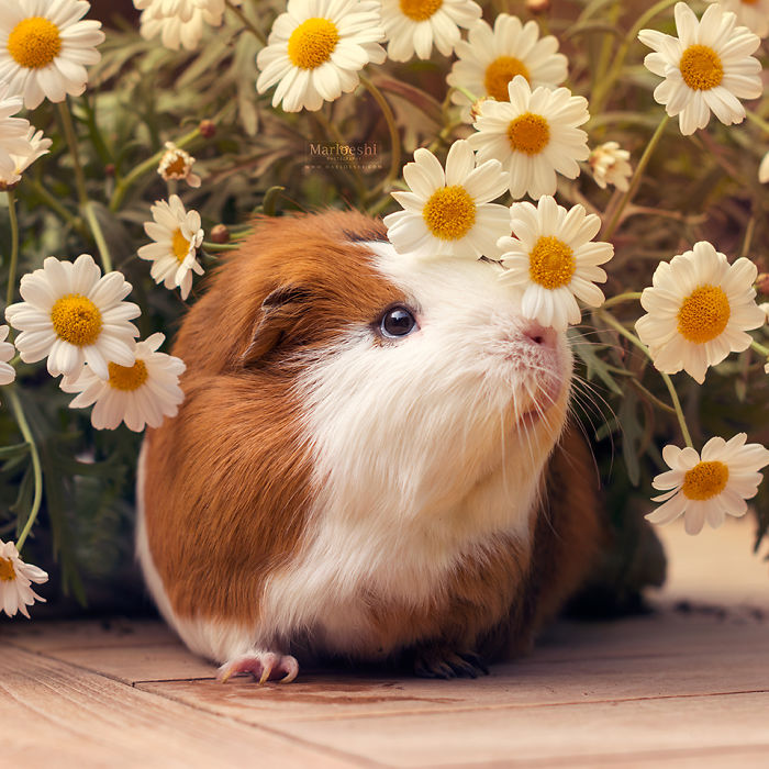 In Loving Memory Of Archie