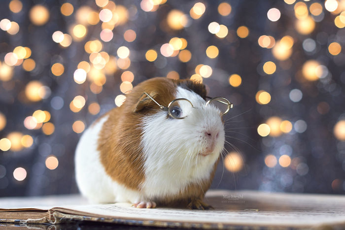 In Loving Memory Of Archie