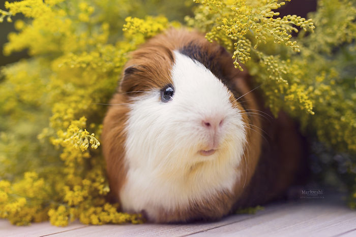 In Loving Memory Of Archie