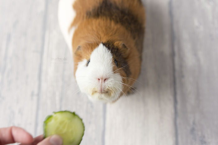 In Loving Memory Of Archie