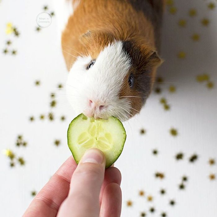 In Loving Memory Of Archie