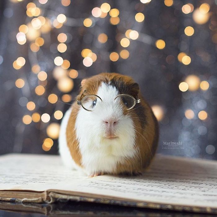 In Loving Memory Of Archie