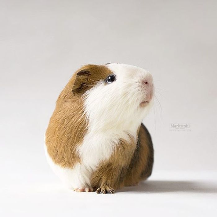 In Loving Memory Of Archie