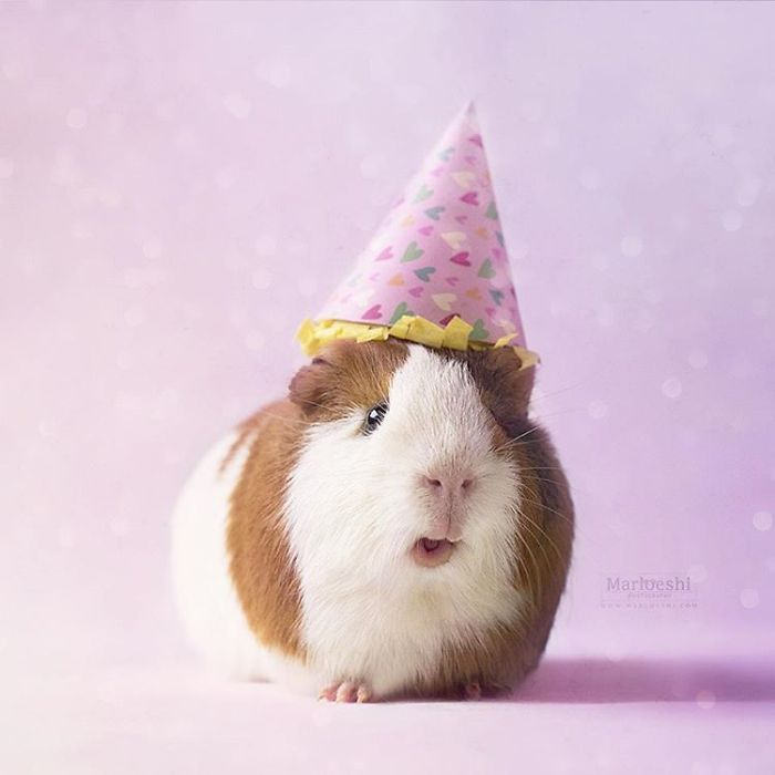 In Loving Memory Of Archie