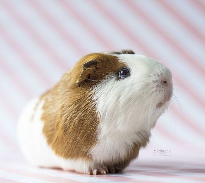 In Loving Memory Of Archie