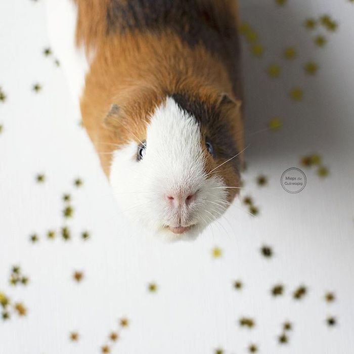 In Loving Memory Of Archie