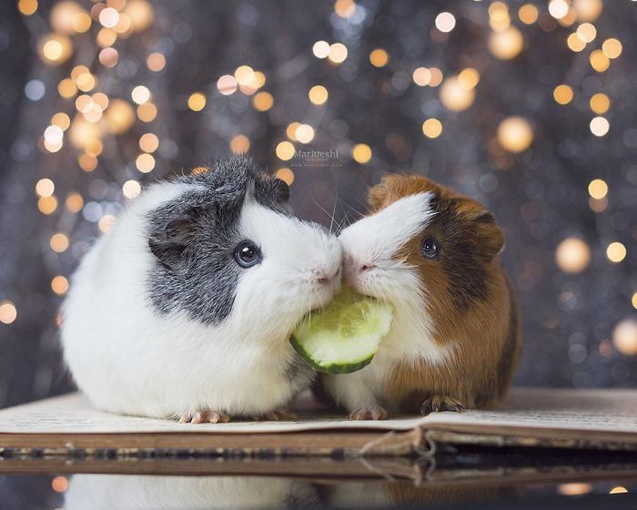 In Loving Memory Of Archie