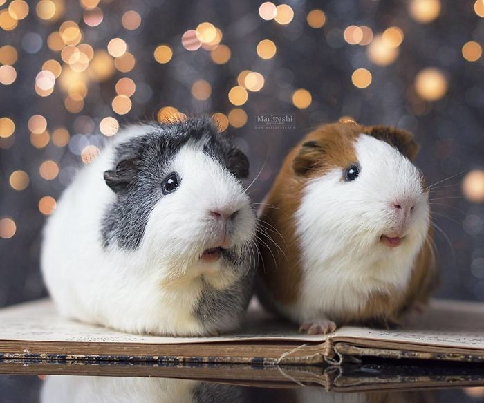 In Loving Memory Of Archie