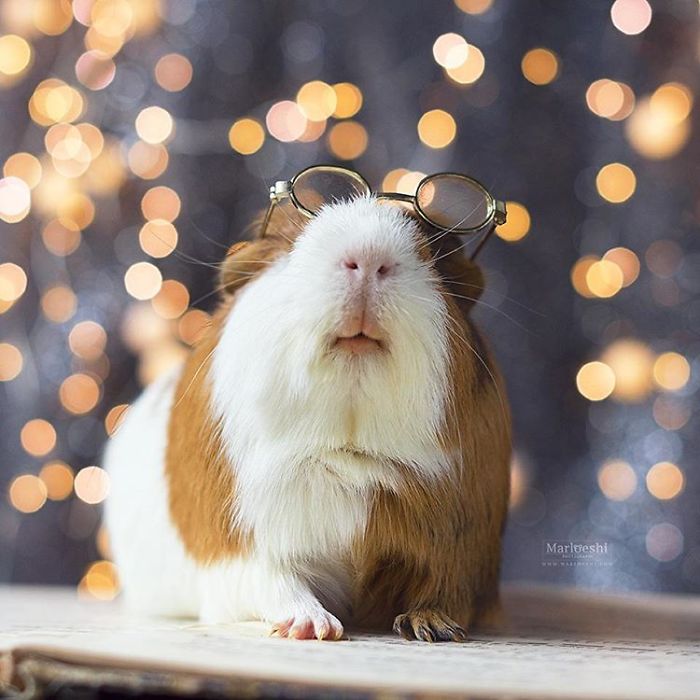 In Loving Memory Of Archie