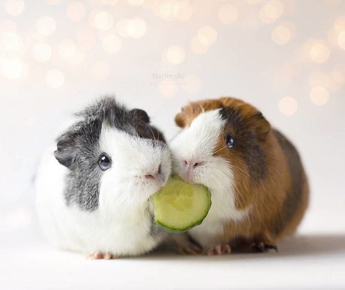 In Loving Memory Of Archie