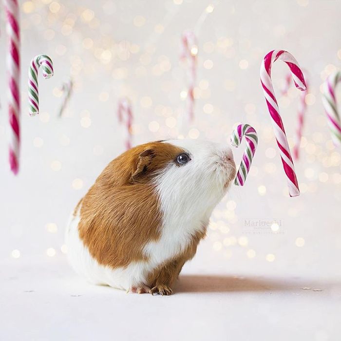 In Loving Memory Of Archie