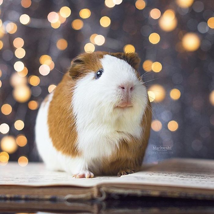 In Loving Memory Of Archie