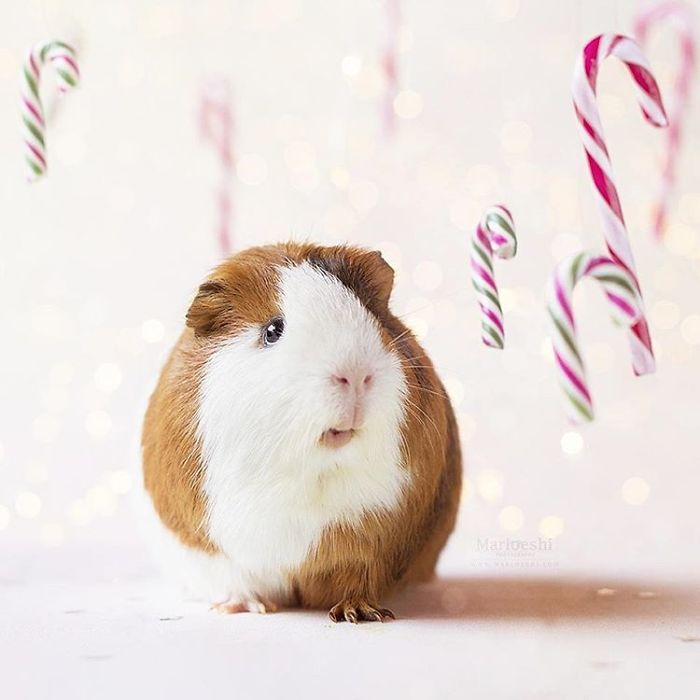 In Loving Memory Of Archie