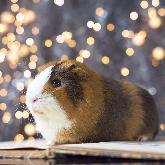 In Loving Memory Of Archie