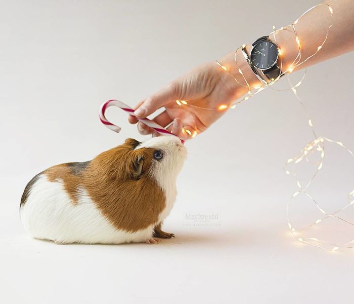 In Loving Memory Of Archie