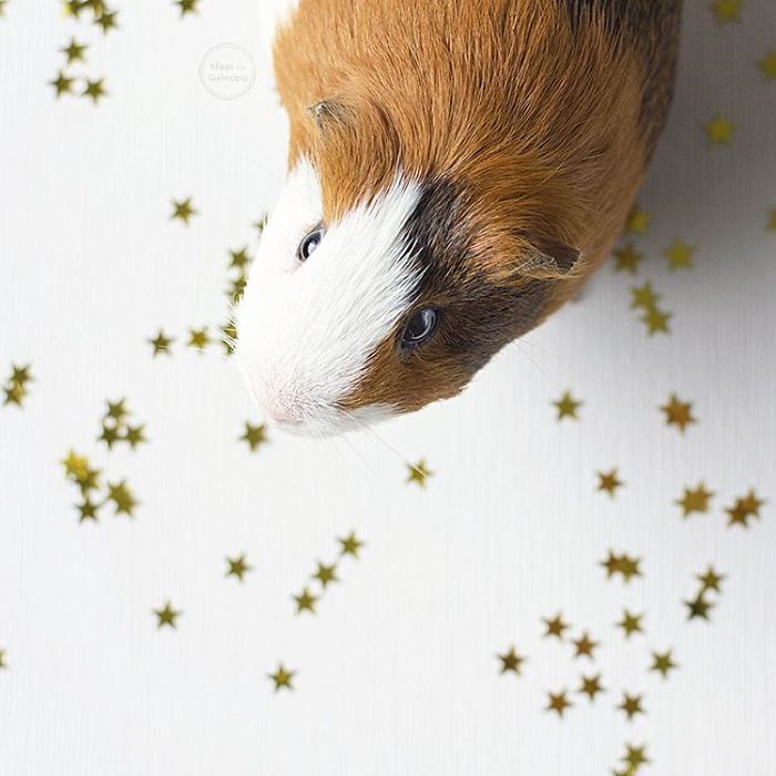 In Loving Memory Of Archie