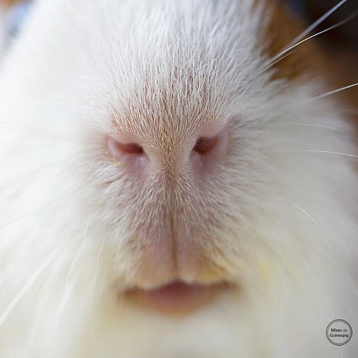 In Loving Memory Of Archie