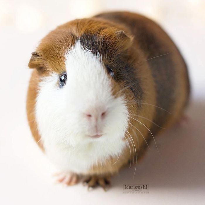 In Loving Memory Of Archie