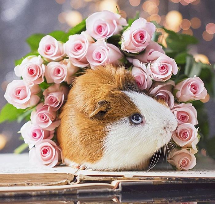 In Loving Memory Of Archie