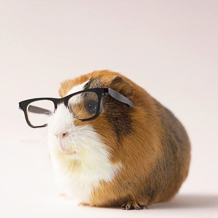 In Loving Memory Of Archie