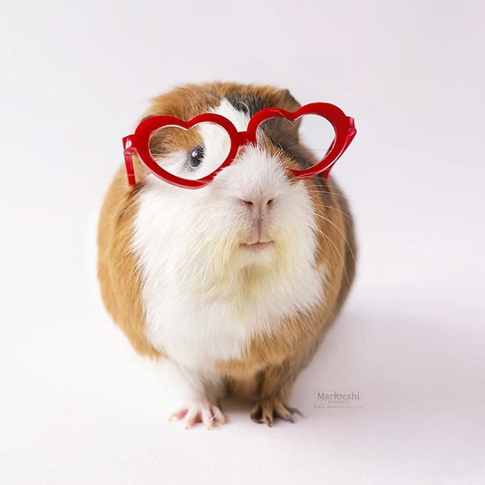 In Loving Memory Of Archie