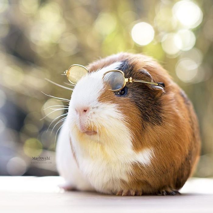 In Loving Memory Of Archie