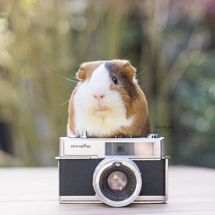 In Loving Memory Of Archie