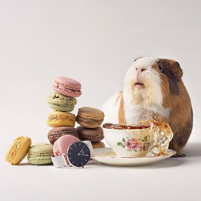 In Loving Memory Of Archie