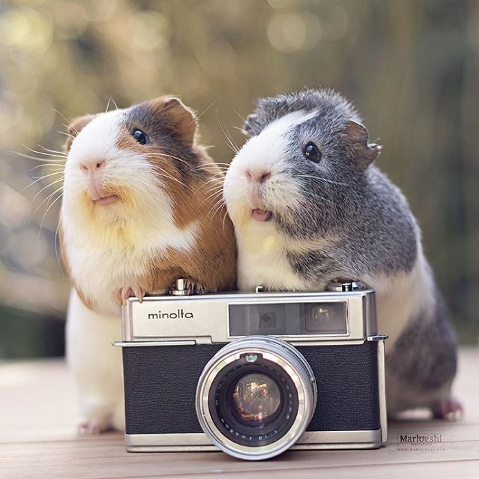 In Loving Memory Of Archie