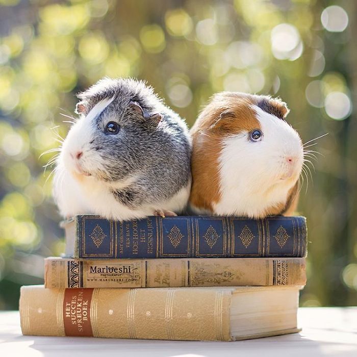 In Loving Memory Of Archie